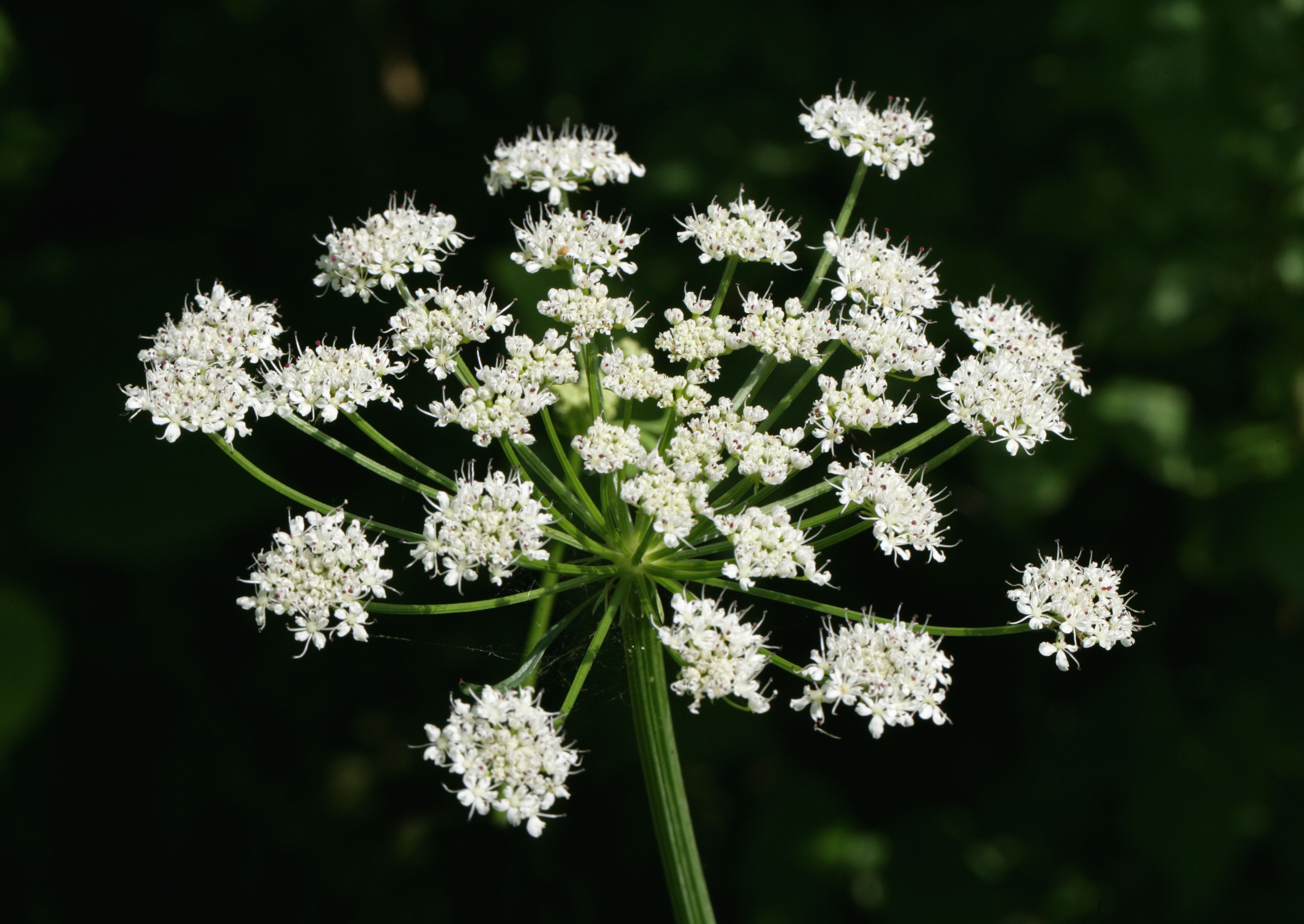 Hemlock