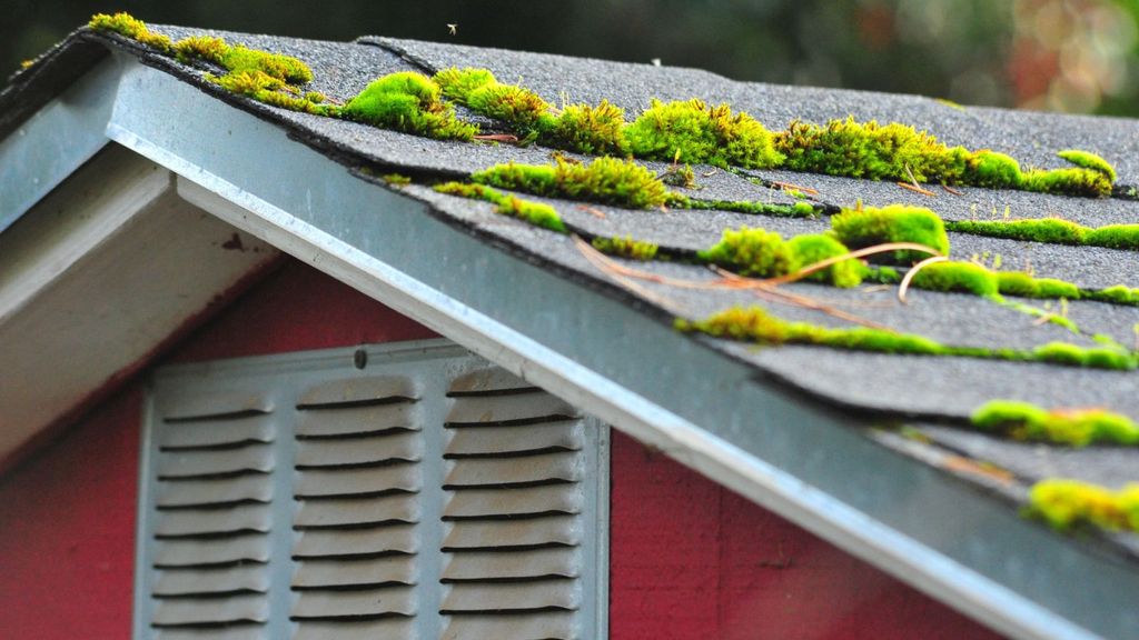 How to remove moss on a roof Homes & Gardens