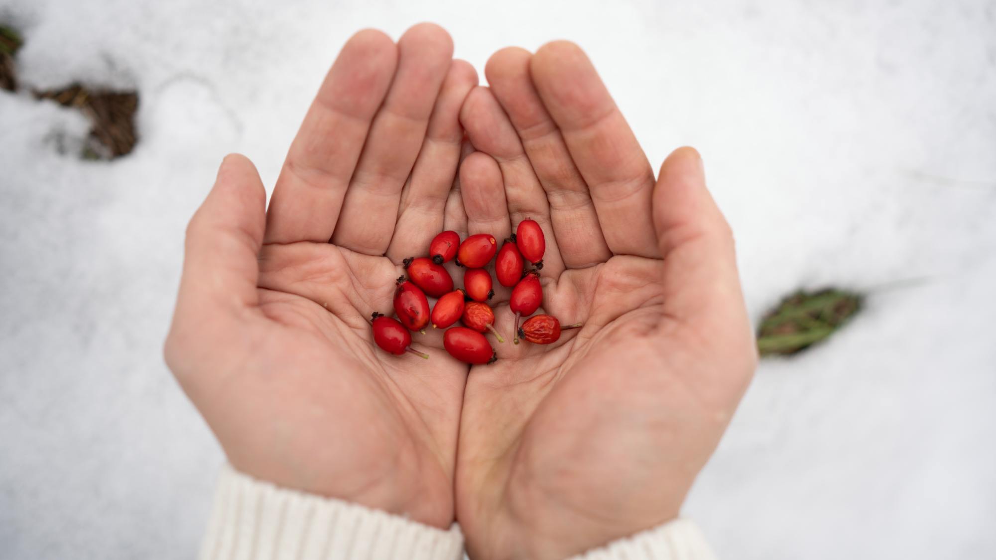 Person holding rose hips in snow