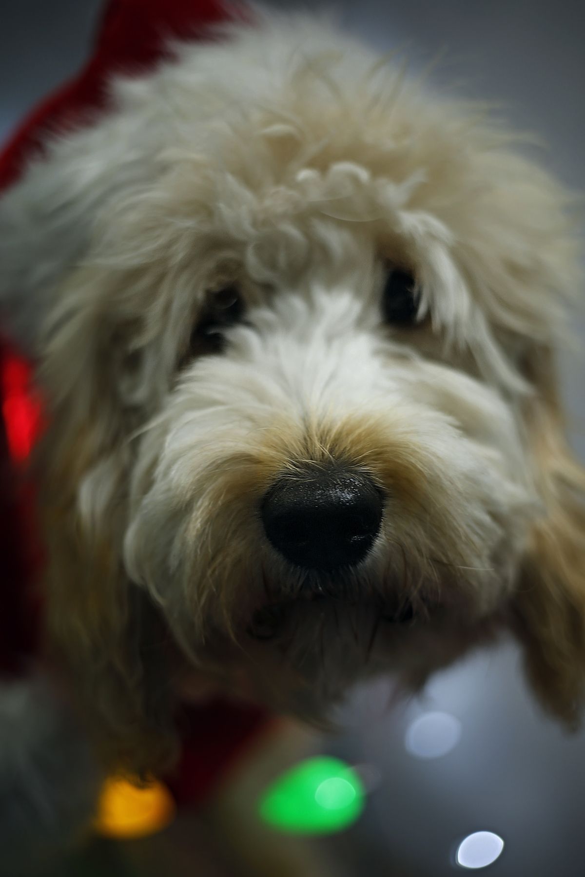 Goldendoodle festive photoshoot bokeh christmas lights santa hat
