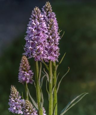 Common orchid outdoors