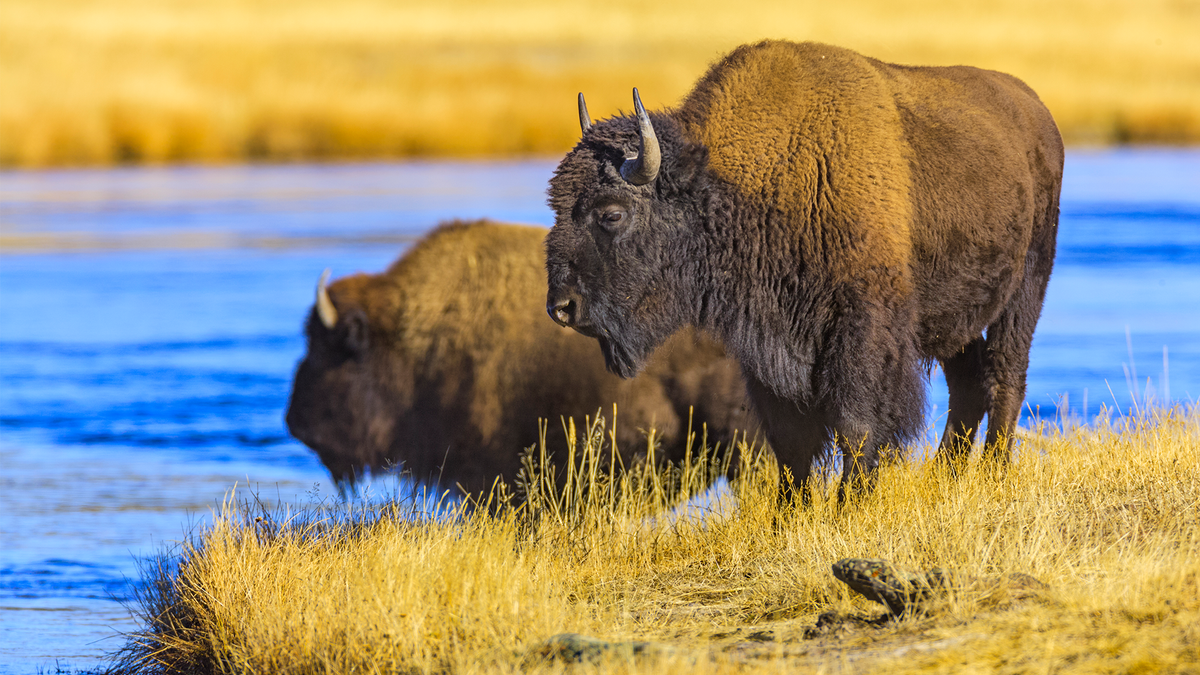 Bison in Yellowstone