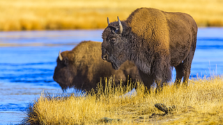 Bison in Yellowstone