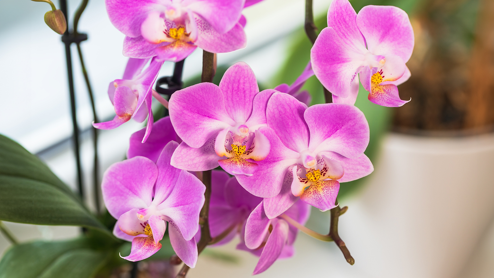 Pink phalaenopsis orchid in full bloom