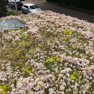 a green roof with pink and yellow flowers and a skylight, overlooking a road with parked cars