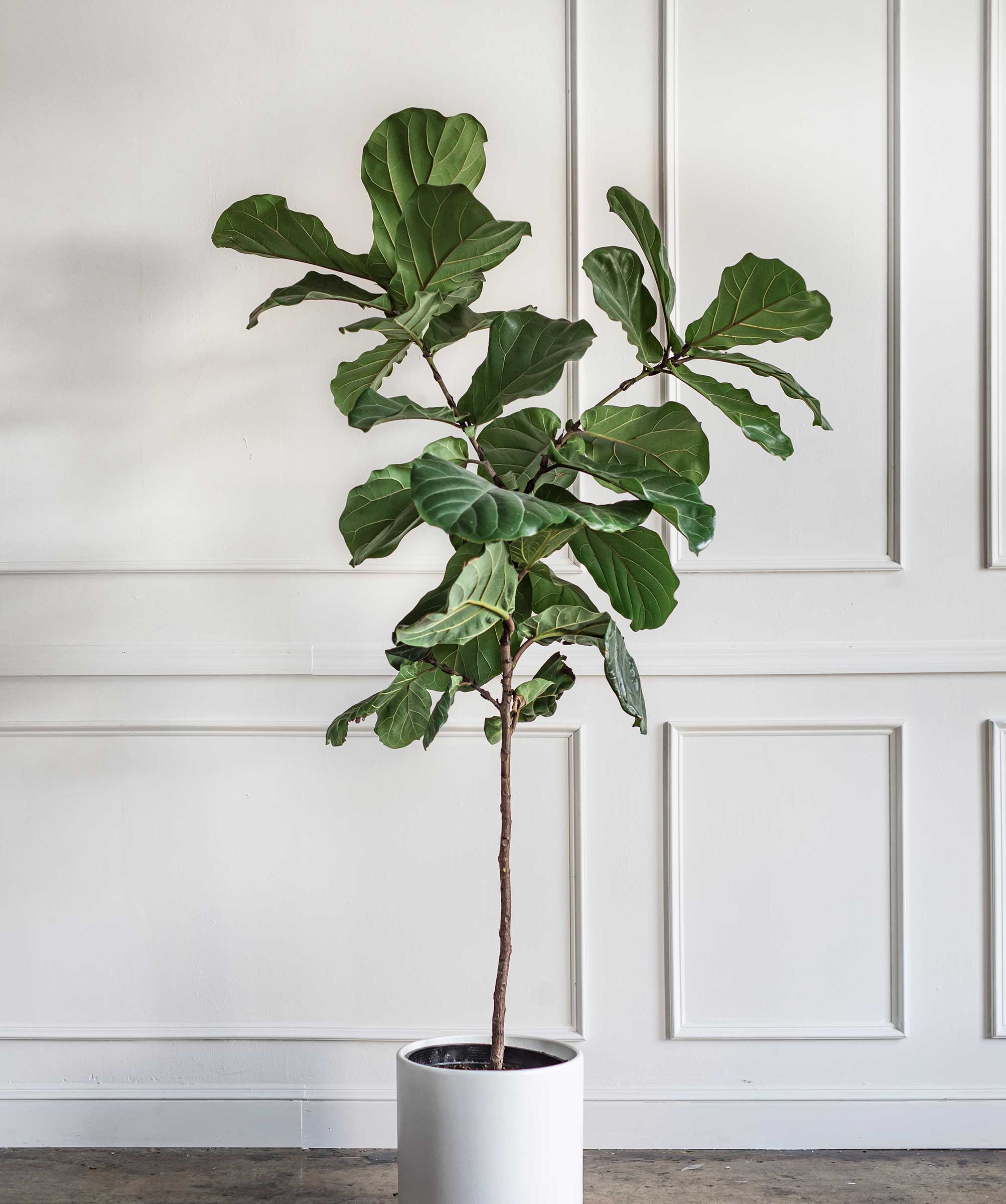 fiddle leaf fig in a white pot