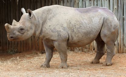 Texas man pays $350,000 to kill endangered rhino