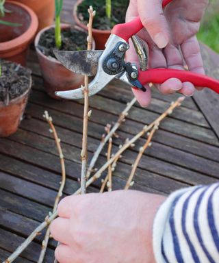 idying up hardwood blackcurrant cuttings with secateurs before planting