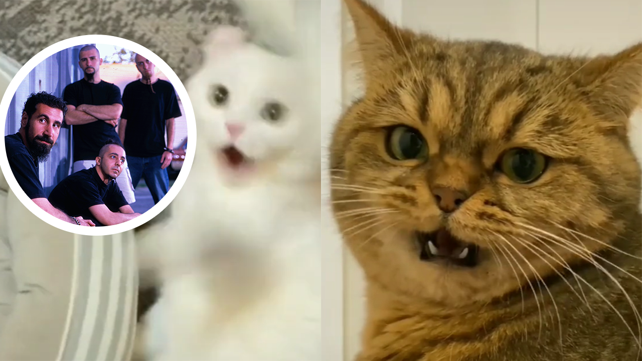 Cats incite violence to System Of A Down in funny video