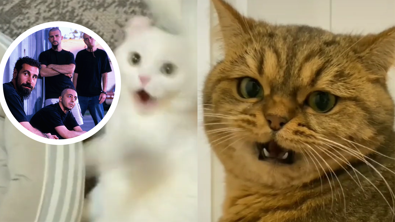 anger cat filter｜TikTok Search