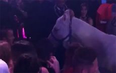 horse-club-2.jpg