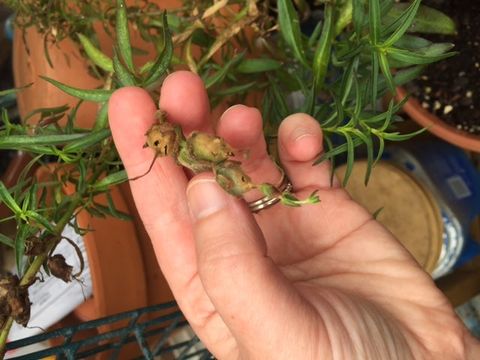 Hand Holding A Snapdragon Plant