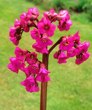 bergenia ‘Eroica’ in full bloom