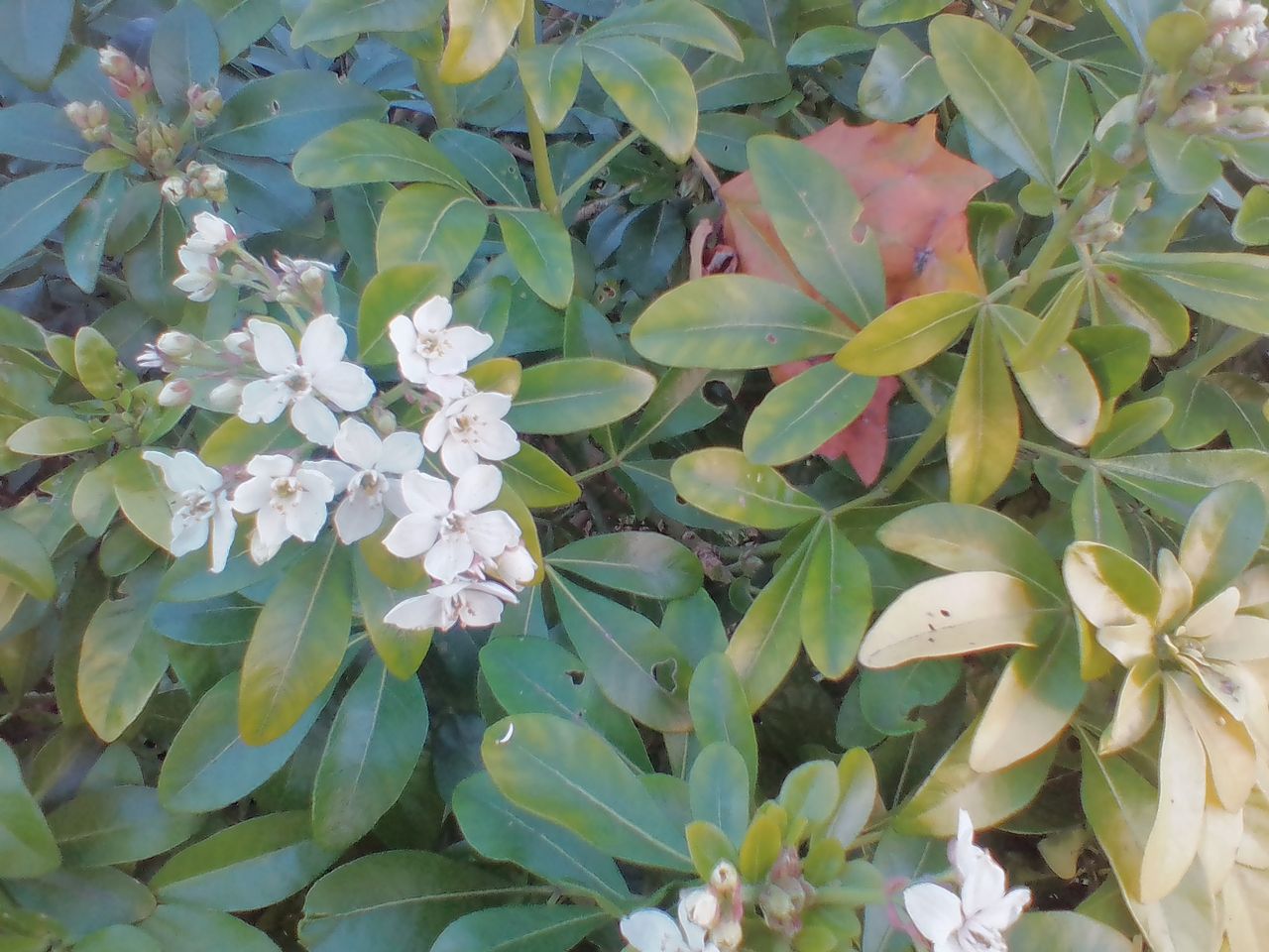 Each leaf here is surrounded by a crude fuzz, showing quite how ham-fisted the IMO Q&rsquo;s image processing style is.