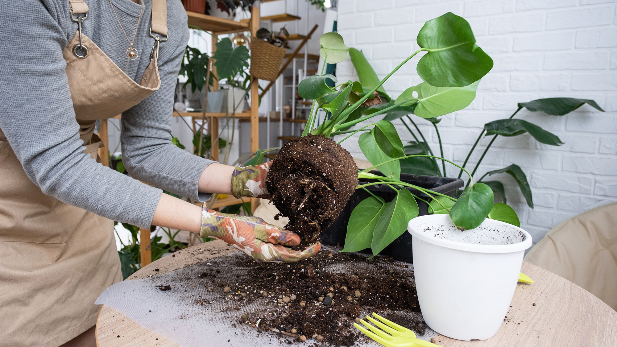 Woman repotting a houseplant