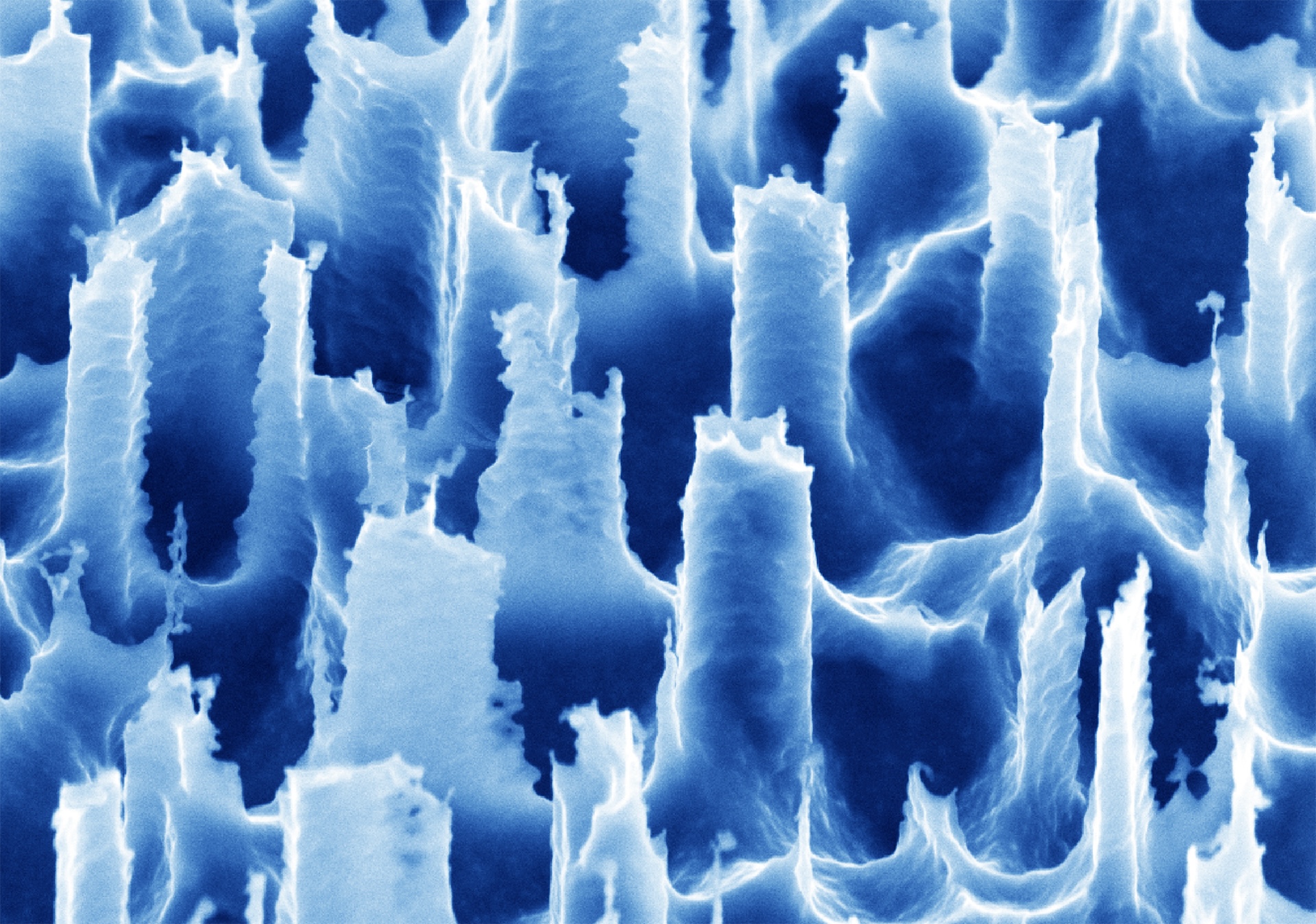 a microscopic image showing blue spiky structures