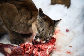 Mountain lion eating