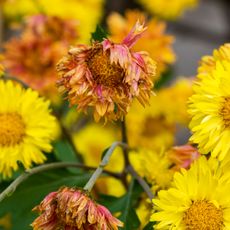 yellow mums with fading flower heads