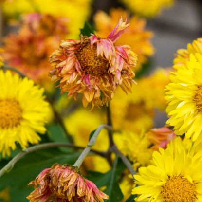 yellow mums with fading flower heads