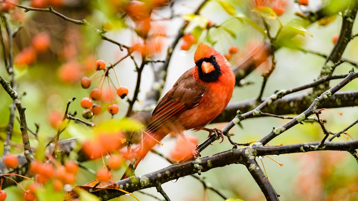 What Backyard Birds Need in September – 6 Easy Ways to Help Them Through Fall