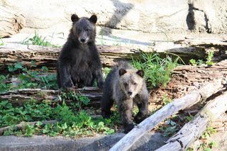 two Grizzly Bear cubs