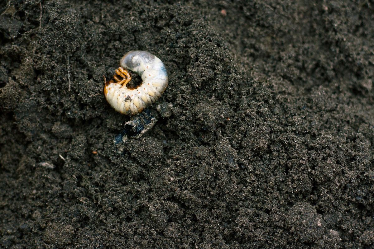 Controlling Grubs in Potted Plants – How To Get Rid Of Grubs In