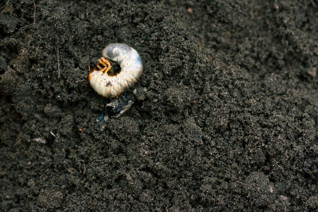 Grub In Soil