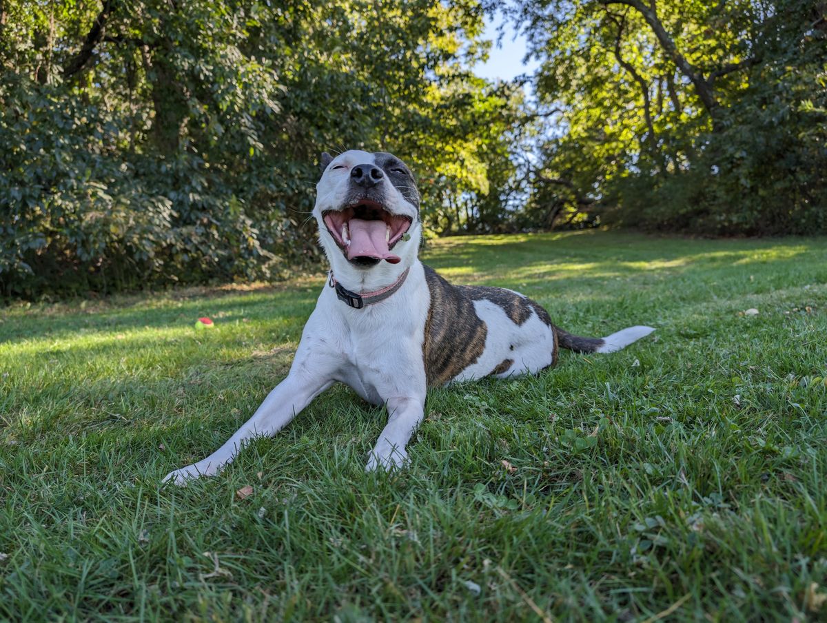 Google Pixel 8 Pro camera image samples
