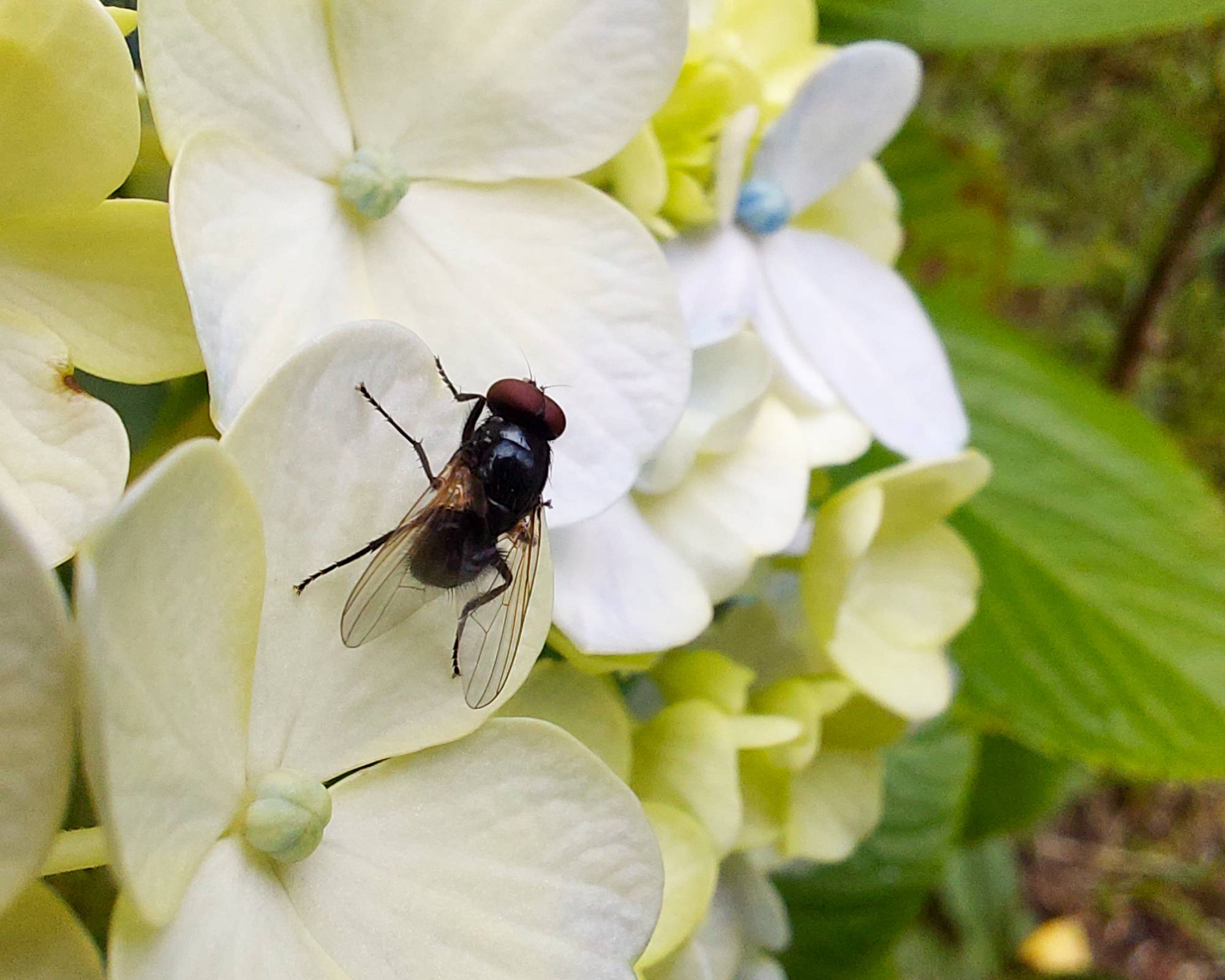 Fly on hydrangea flowers