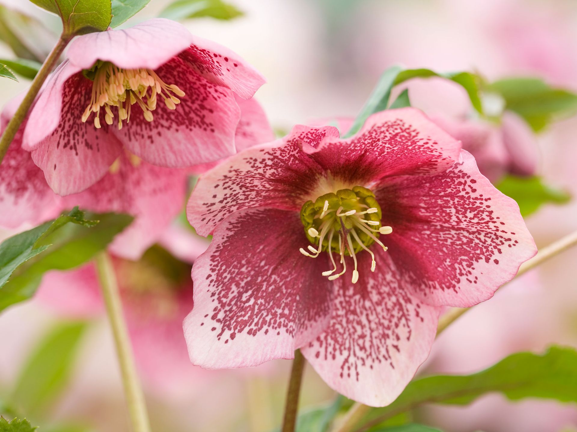 5-flowers-to-plant-in-november-for-gorgeous-blooms-next-year-livingetc