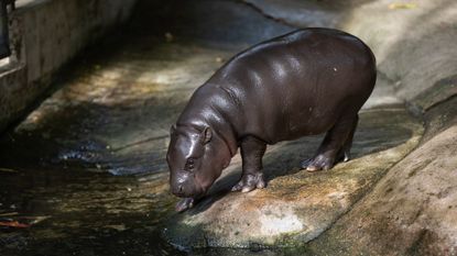 The biggest viral moments of 2024 | The Week