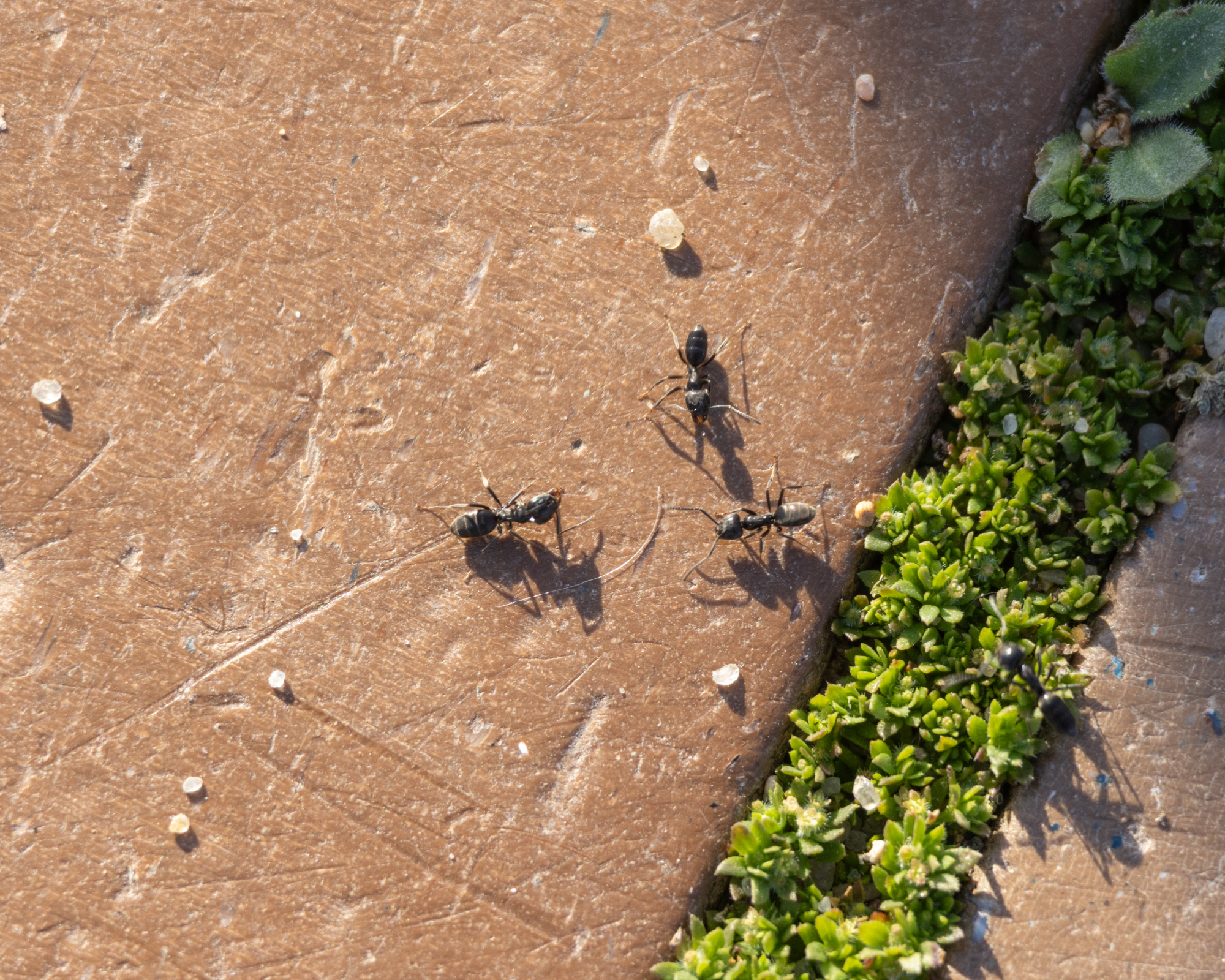 ants on patio paving searching for food crumbs