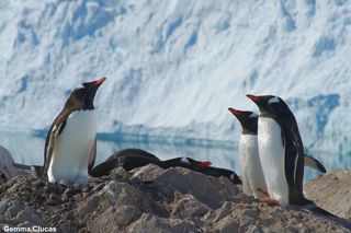 Gentoo penguins at Neko Harbour
