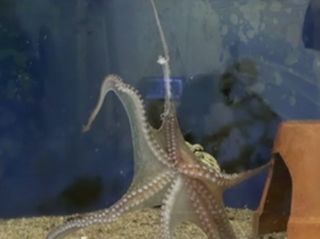 octopus arm clings to tank after amputation