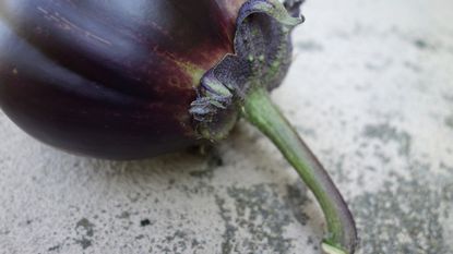 very close up of mitoyo eggplant 