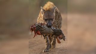 Hyena carrying partially eaten zebra head on a dirt path in a natural setting