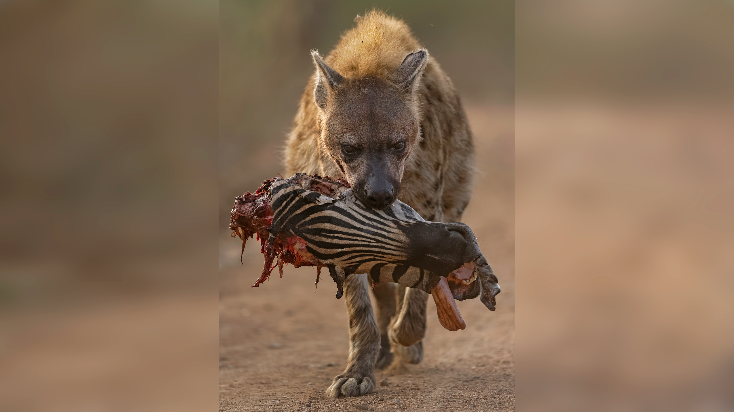 Hyena carrying partially eaten zebra head on a dirt path in a natural setting