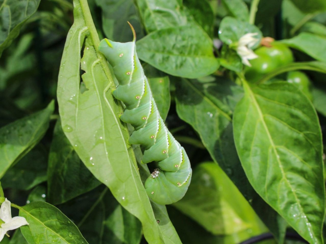 Green Pest In A Vegetable Garden