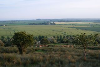 View over green fields with a heard of deer in the foreground