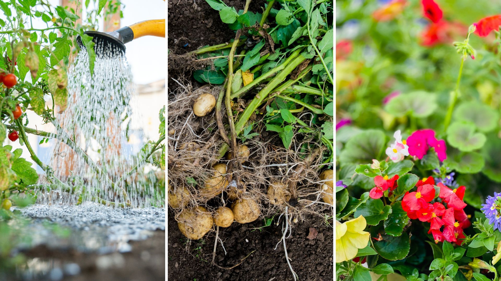 7 essential June gardening jobs to start this weekend – from weeding to sowing