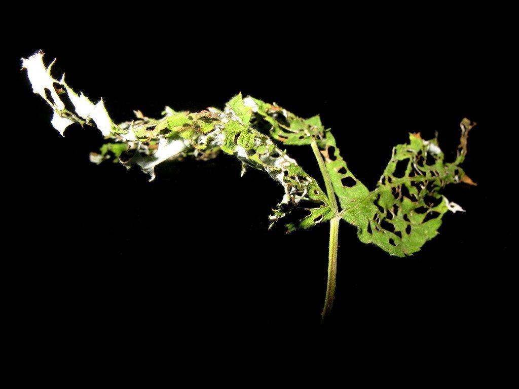 Raspberry Leaves Damaged From Fruitworms