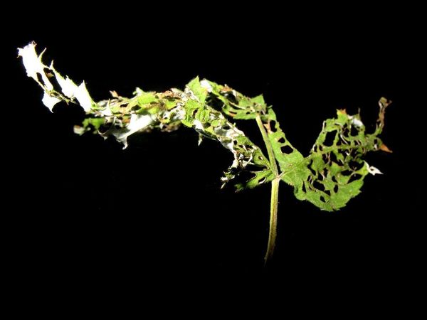 Controlling Raspberry Patches Tips & Information about Raspberries | Gardening Know How