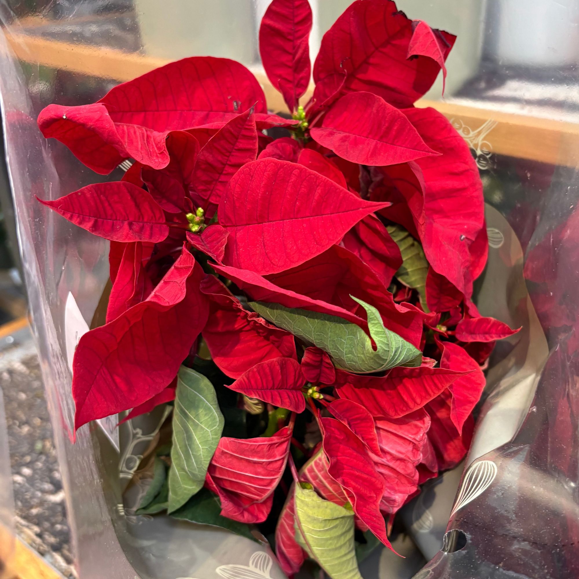 Red poinsettia with curling bracts and dying leaves on supermarket shelf