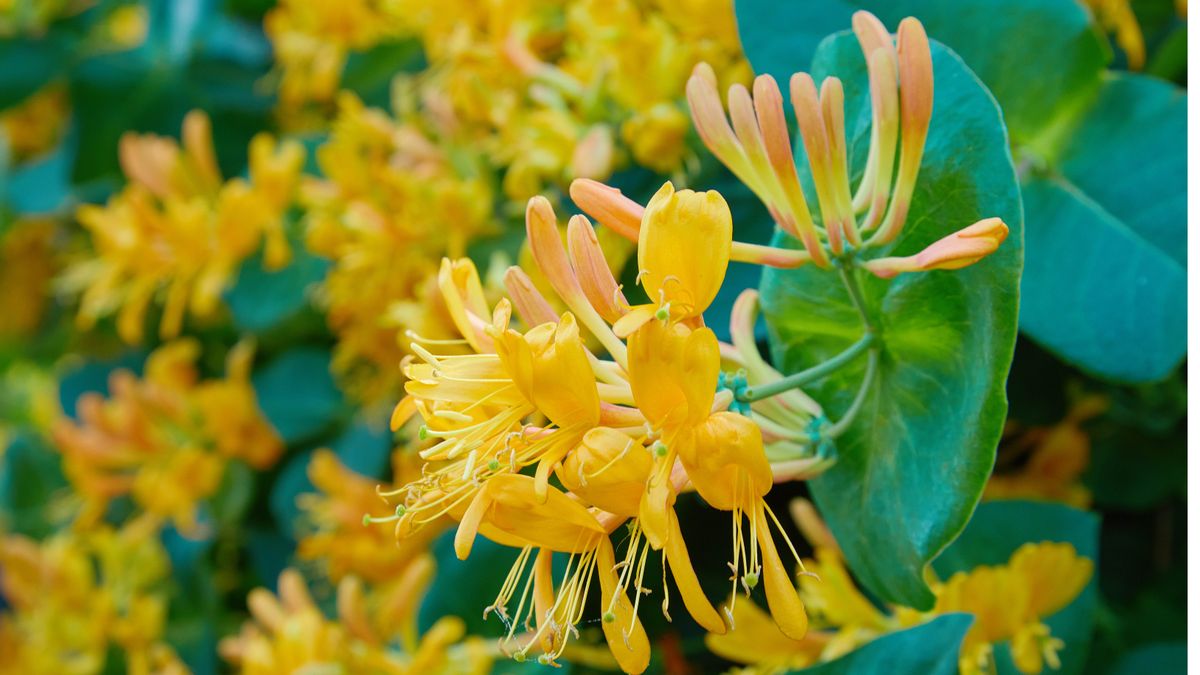 Honeysuckle