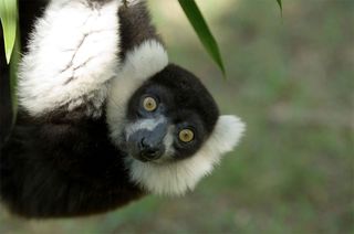 A black-and-white ruffed lemur ( Varecia variegata). In general, ruffed lemurs are found in the eastern rain forests of Madagascar, with this one having a wider range than the other ruffed-lemur species, V. rubra, according to the University of Wisconson-Madison's National Primate Research Center.