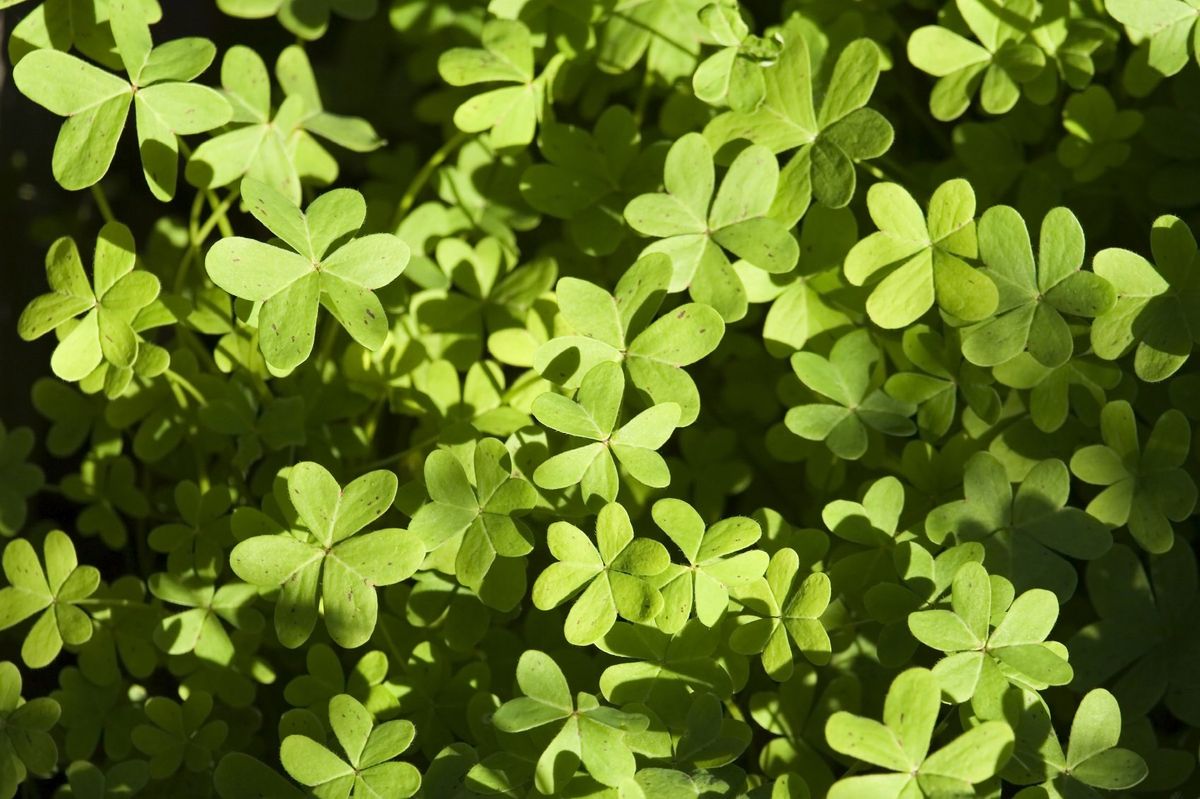 Oxalis Weed Control Techniques Types Of Oxalis Weeds And Their