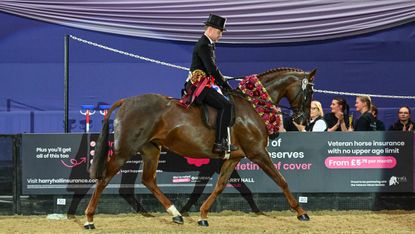 Chestnut mare Copybush So Fashion and Will Morton wear their champion sash on their lap of honour at HOYS 2026