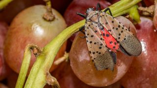 Spotted lanternfly on fruit