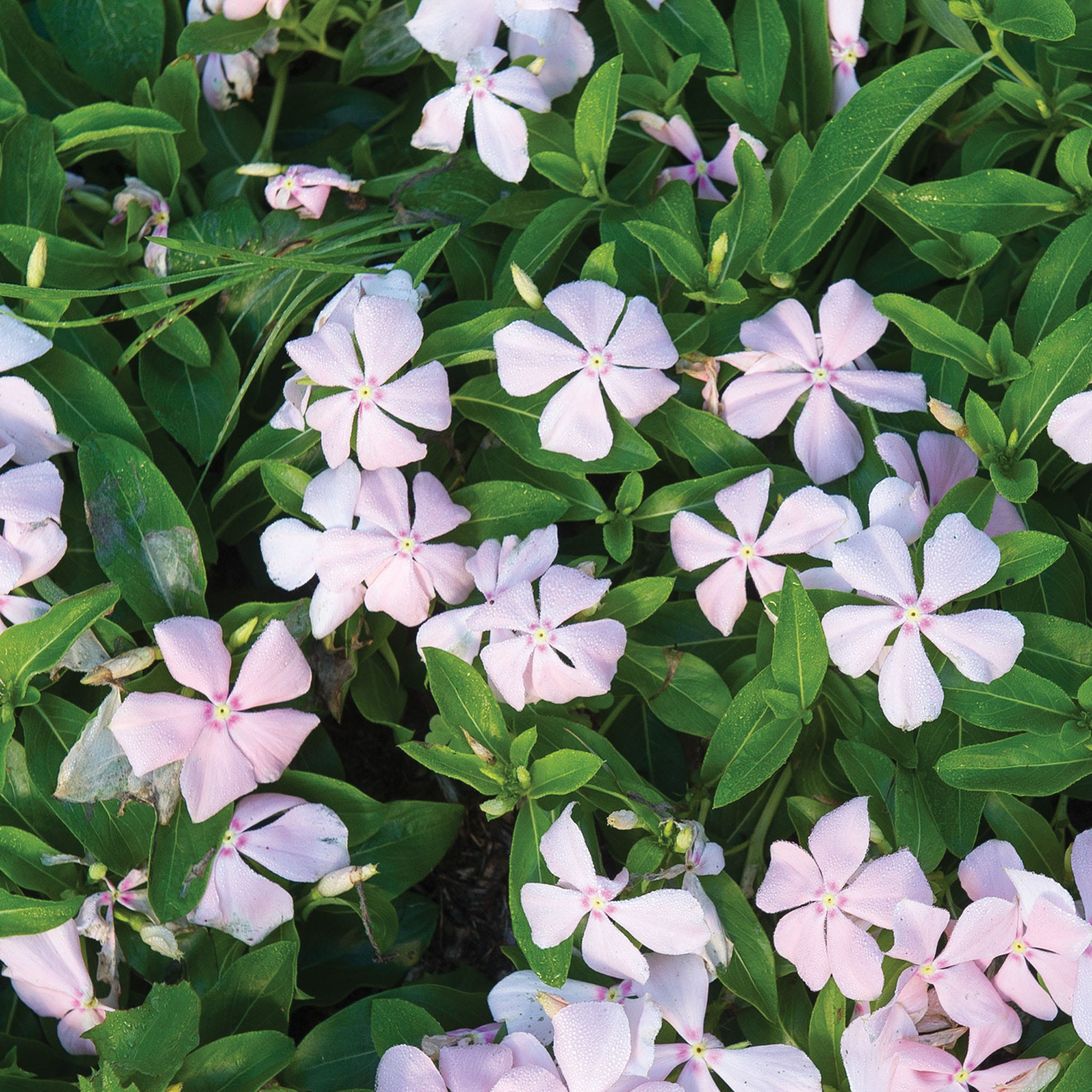 Peach Trailing Vinca Plants