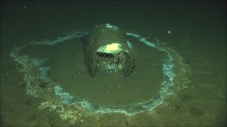 Barrel of DDT found off the coast of Santa Catalina Island in California.